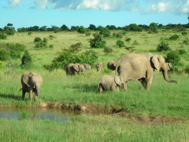 Masai Mara, Kenya