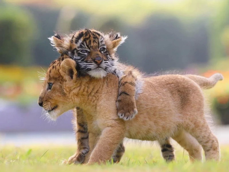 Little Lion and Little Tiger Hugging Each Other