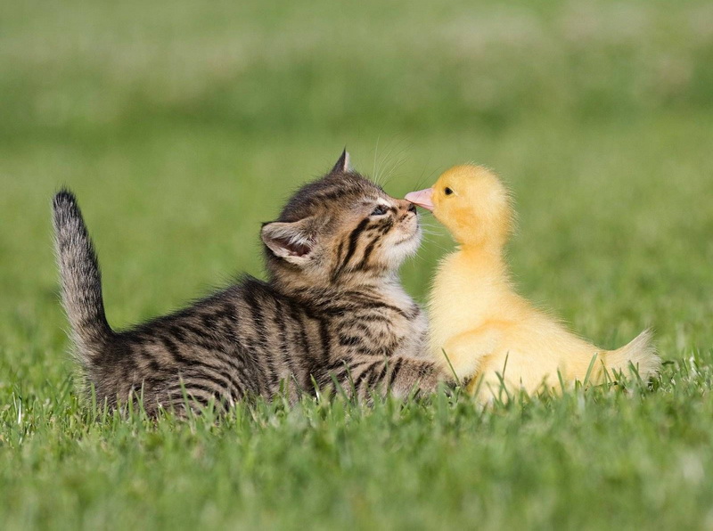 Small Cat and Duck Hugging Each Other