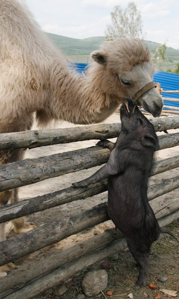 Camel Hug miniature pig at Zoo