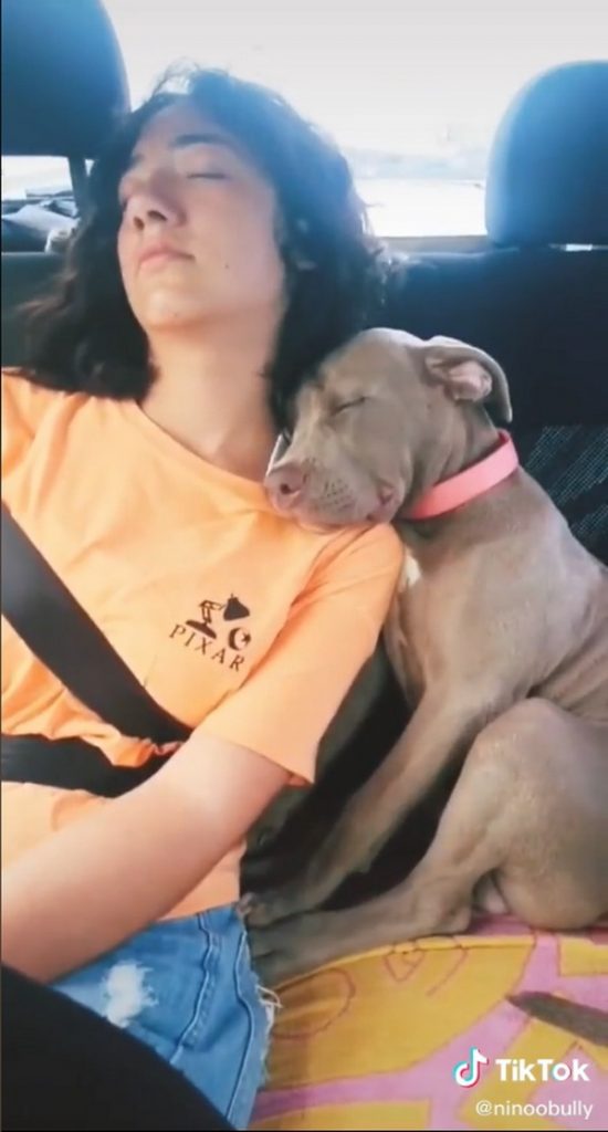 Cute 3-Month-Old Pitbull Fall Asleep In A Funny Way With Girl