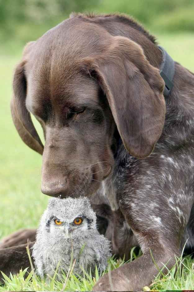 Hunting Dog Hug With Beautiful Owl