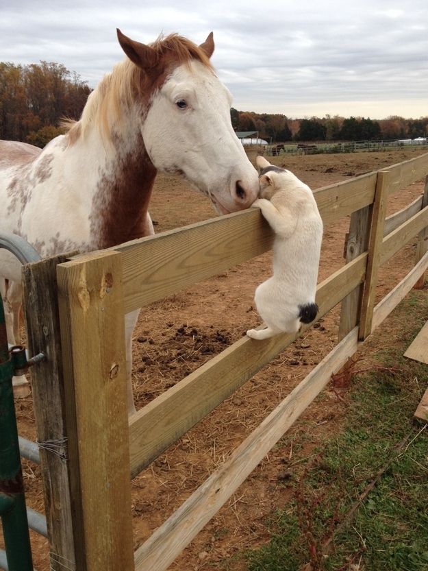 Kitty Gives Small Hug To Horse