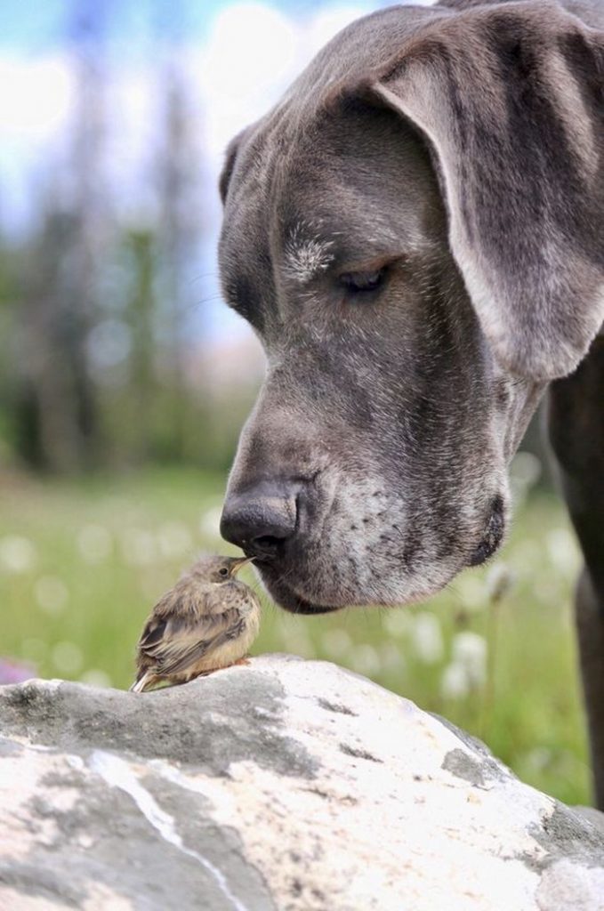 Large Dog Hug With Small Bird