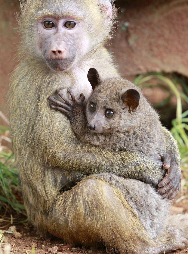 Monkey Hug With Galago