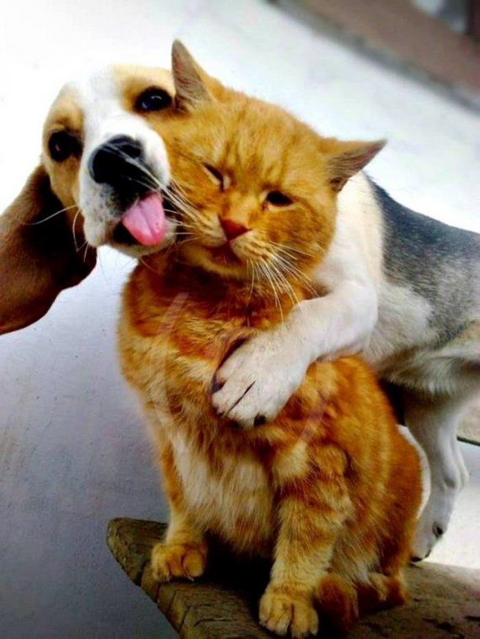 Puppy Hug With His Friend Cat