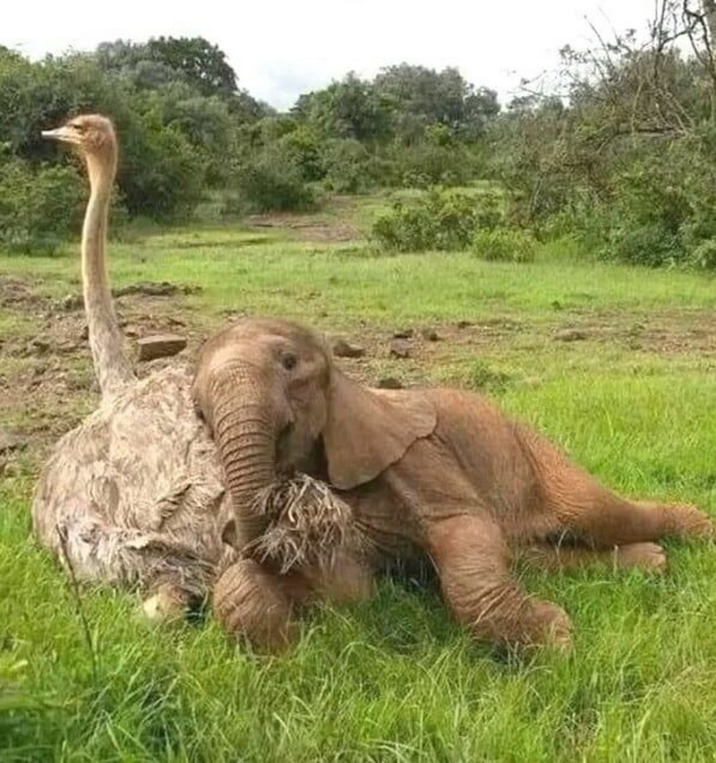 Baby Elephant Love With Ostrich