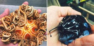 (25 Pictures) Russian Fisherman Posts Terrifying Deep Sea Creatures You’ve Never Seen Before Russian Fisherman Posts Terrifying Deep Sea Creatures You've Never Seen Before