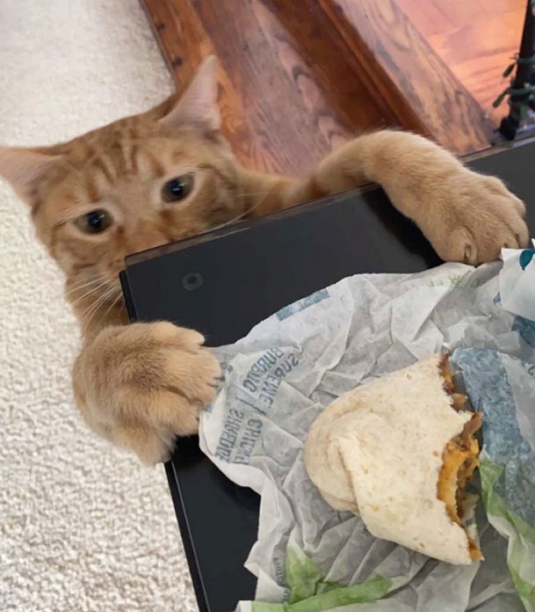 Meet Carrot, the cat that has gone viral because he makes his owners ...