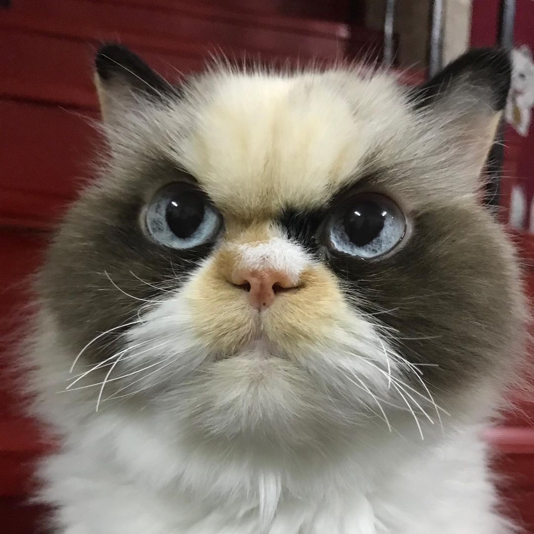 Meet The New Grumpy Cat That Is Angrier Than Her Predecessor