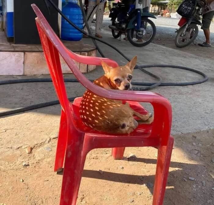 Baby deer chilling on a chair