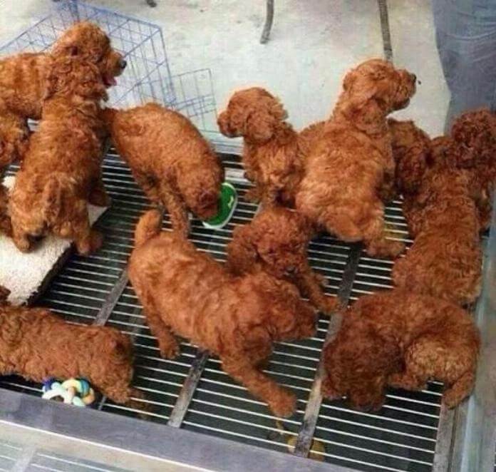 Fried chicken