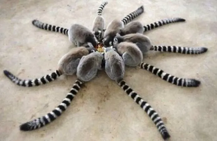 New Species Of Spiders