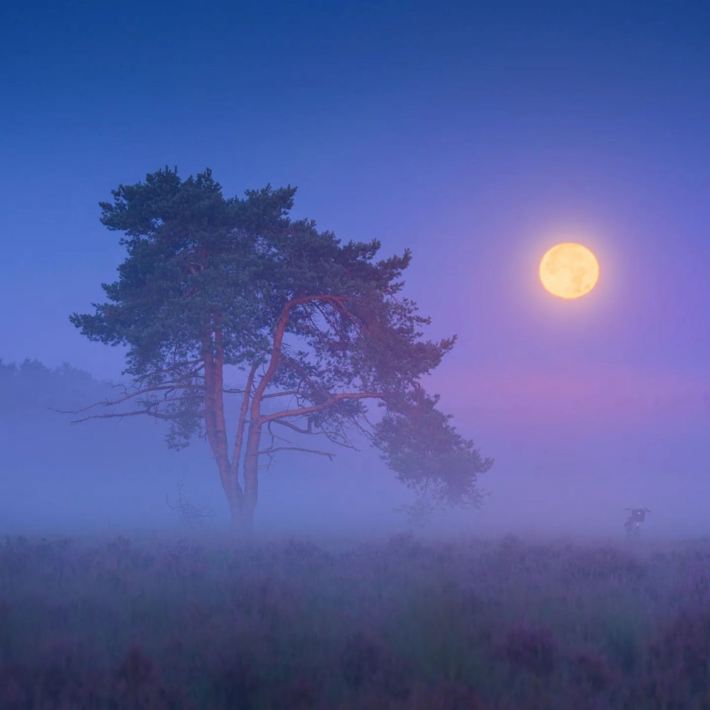 Heather season in the Netherlands