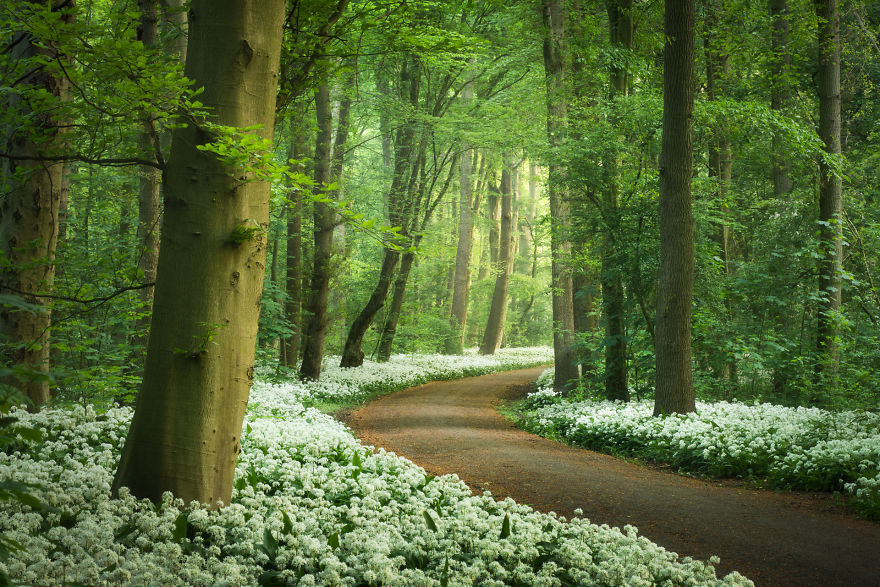 New Green Leaves And A Carpet Of Flowers Decorate This Forest In Spring!