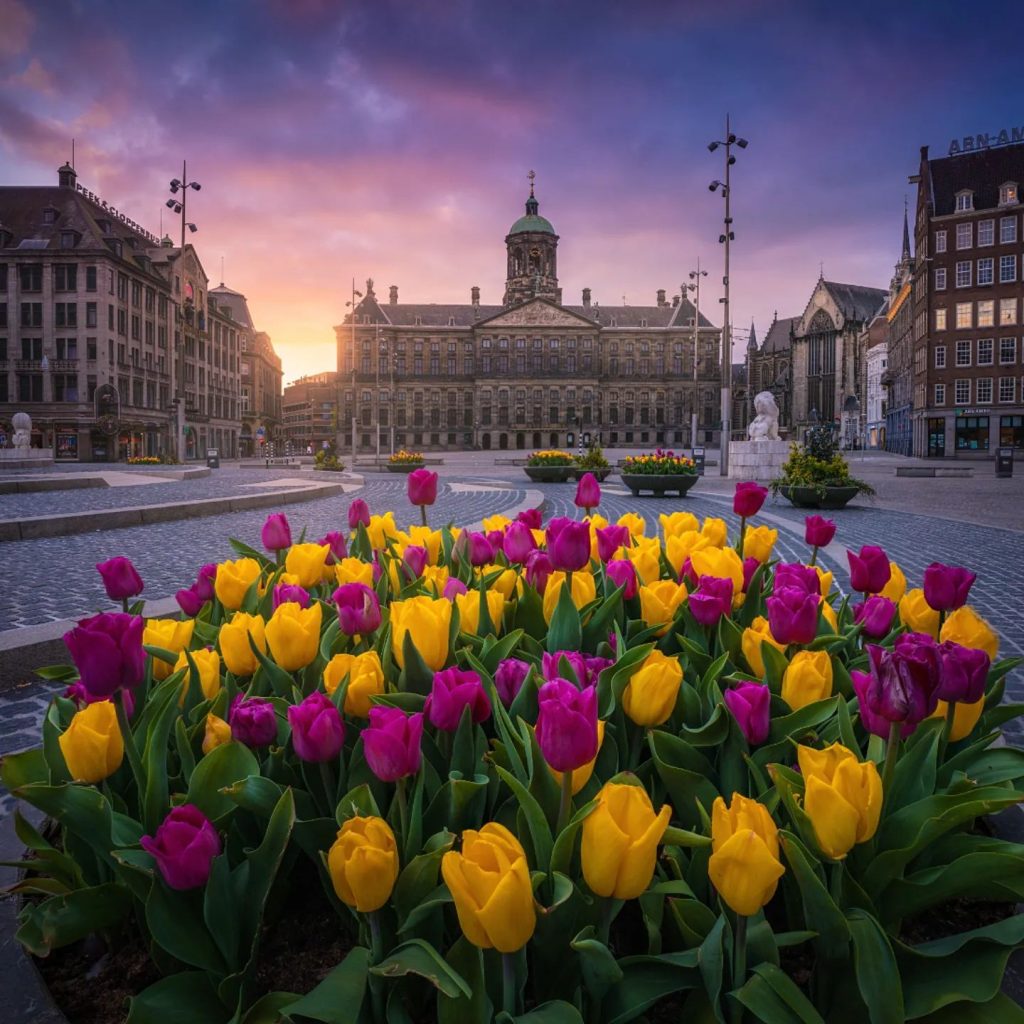 Tulips in Amsterdam