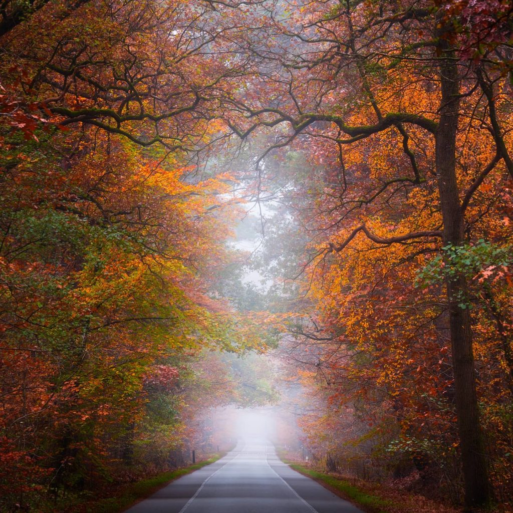 Foggy Morning In Netherlands