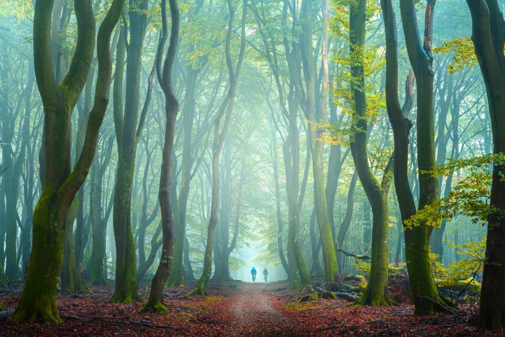 Mysterious Mornings In Green Forests In the Netherlands