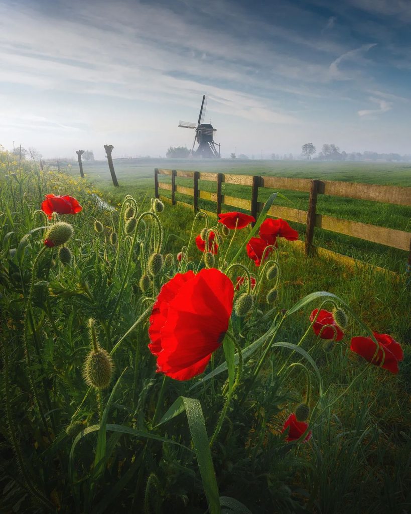 Flowers & Windmill