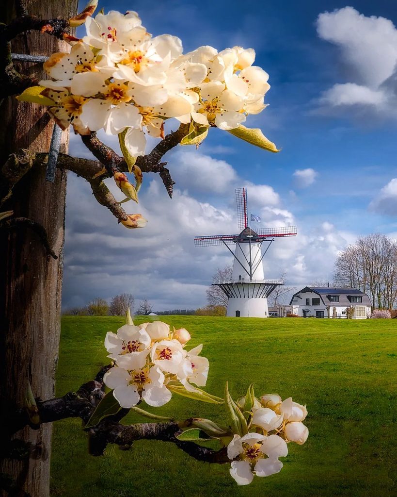 Blossom flowers & Windmill