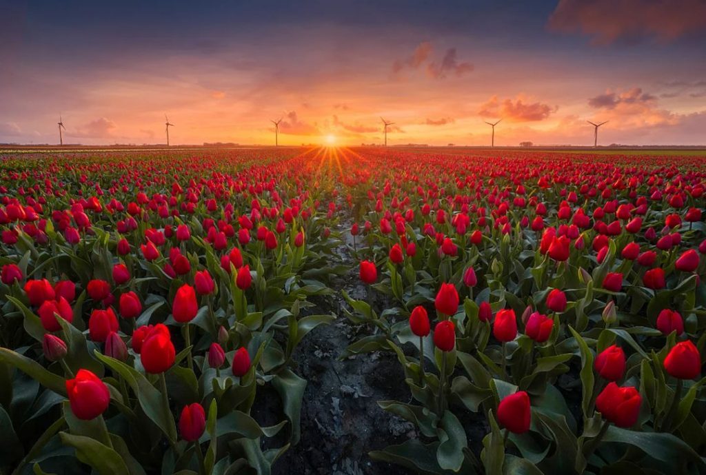 Tulip field in Flevoland with the sun setting exactly in the middle