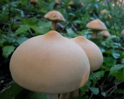 Cute And Round… Mushroom