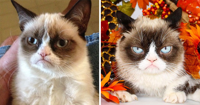 Grumpy Cat (Tardar Sauce)