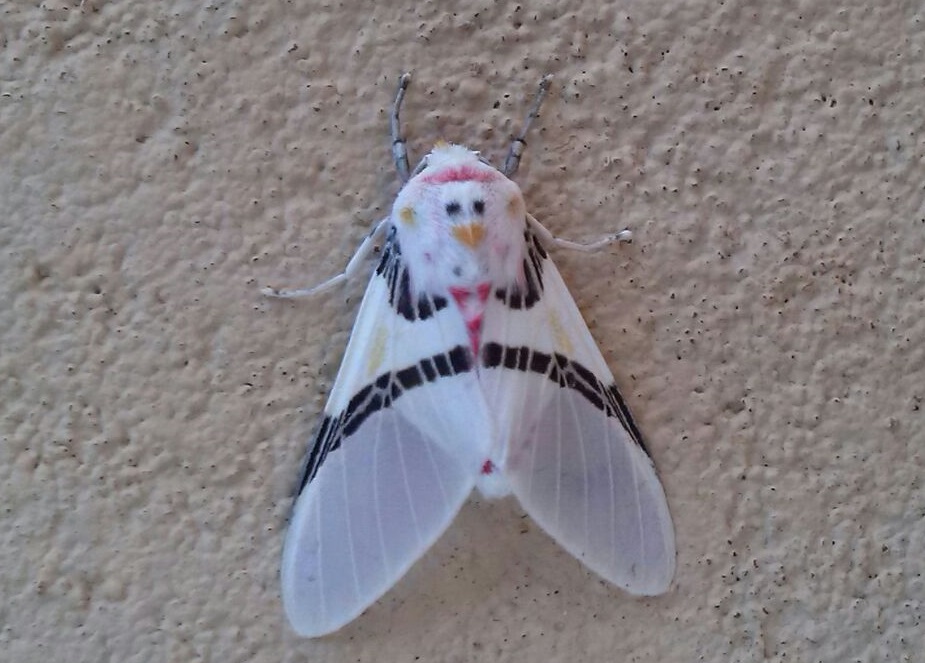 Moth with a chicken face on its back