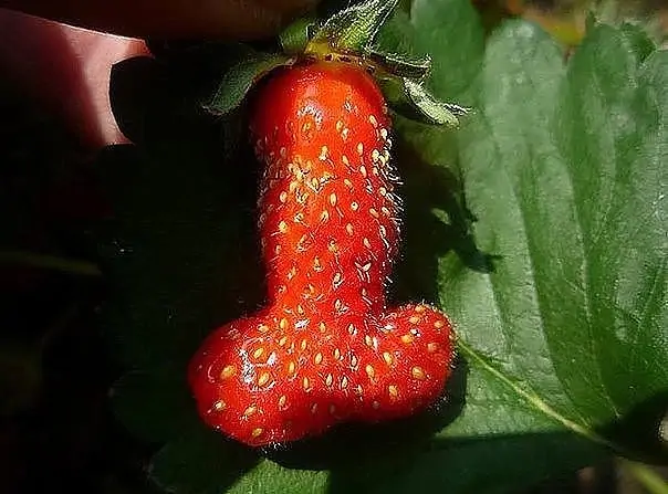Phallic Strawberry