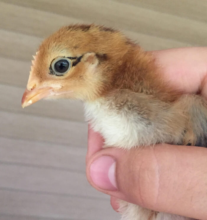 This chick was born with winged eyeliners