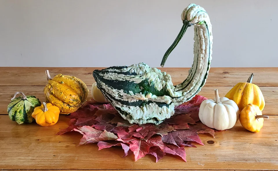 This gourd shaped like a swan