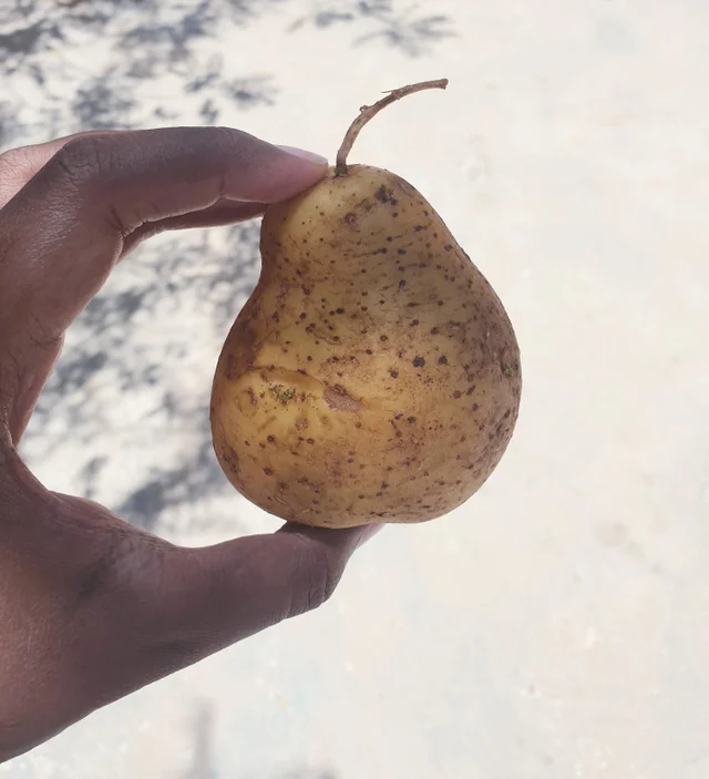 This potato that's shaped like a pear