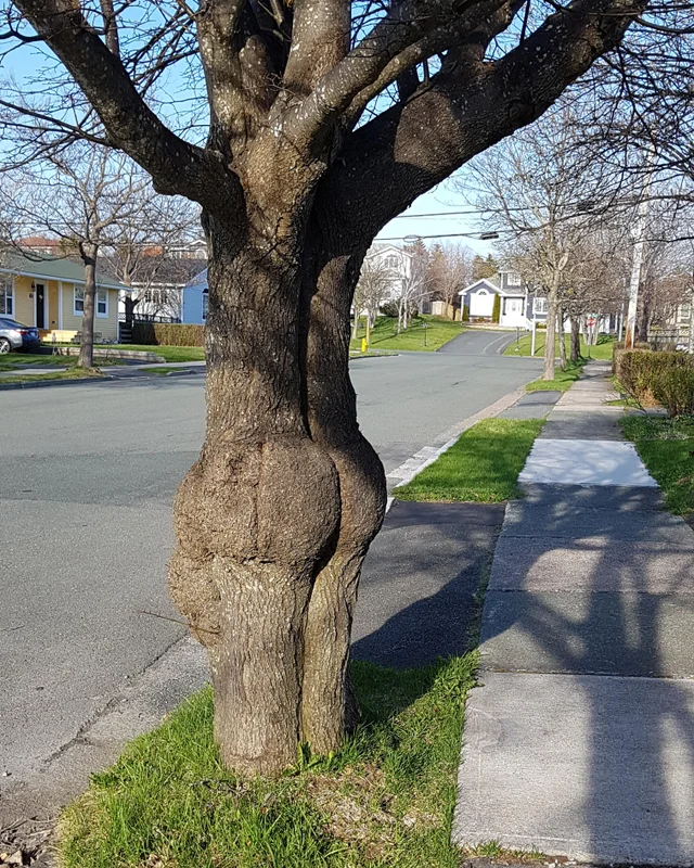This tree’s bum
