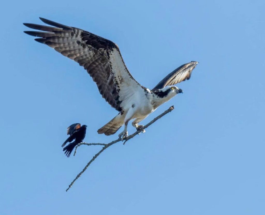 Blackbird catching a ride on a osprey's stick (by Jocelyn Anderson)