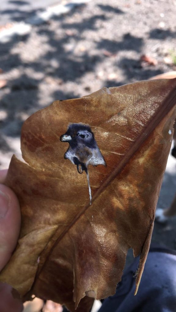 Pigeon poops portrait of itself on a leaf