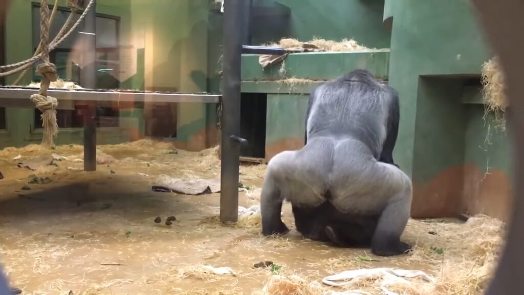 Parents In Shock As Gorillas Mate Right In Front Of Kids At Zoo