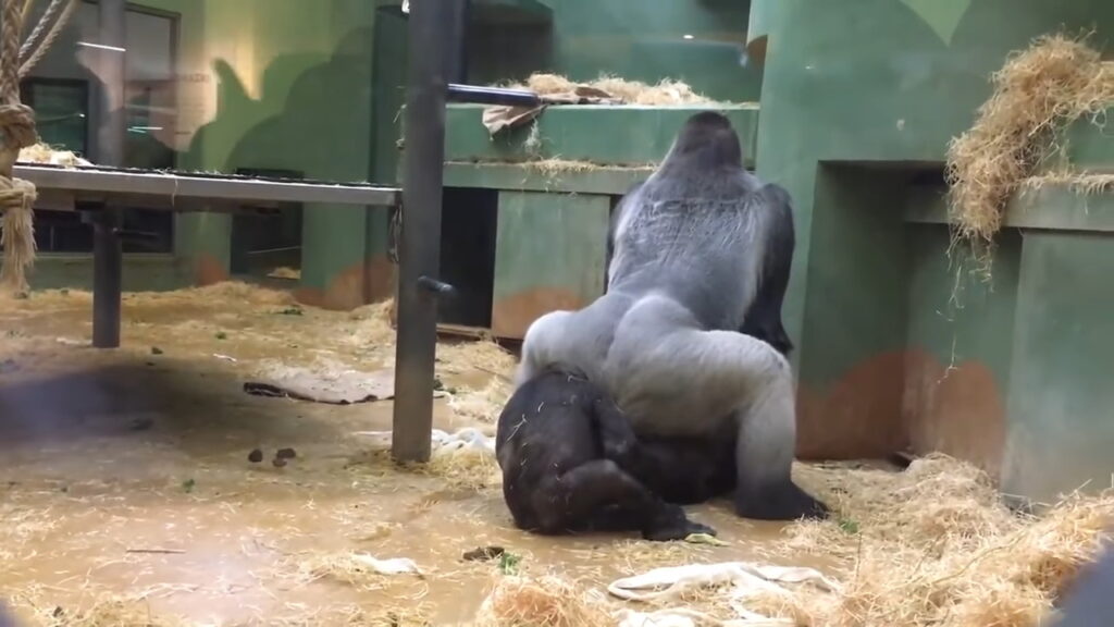 Parents In Shock As Gorillas Mate Right In Front Of Kids At Zoo