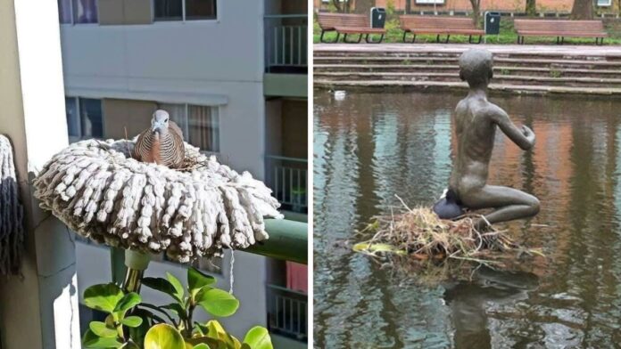 25 Bizarre Bird Nests Built In Weird Places 