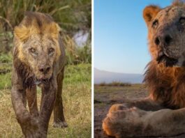 One Of The world's Oldest Wild Lions, Loonkiito, Was Speared To Death In Kenya
