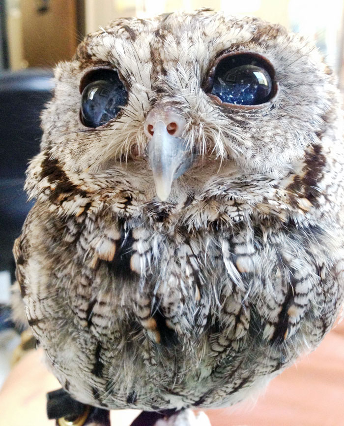 Zeus is a blind starry-eyed owl that resides at the Wildlife Learning Center in Sylmar, California