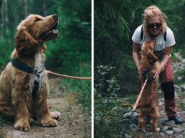 New Study Reveals Dogs Cry Tears of Joy When Reunited with Their Beloved Owners