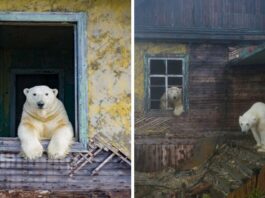 Russian Photographer Captures Polar Bears That Took Over Abandoned Buildings