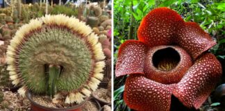 10 World’s Weirdest Flowers That Will Blow Your Mind 10 World's Weirdest Flowers That Will Blow Your Mind