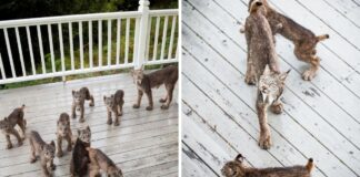 A Man Awoke To A Strange Noise And Discovered The Lynx Family At His Doorstep A Man Awoke To A Strange Noise And Discovered The Lynx Family At His Doorstep