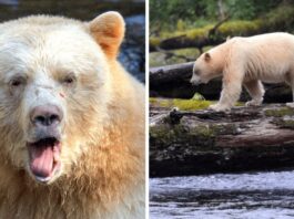 A Rare Spirit Bear Is Photographed in British Columbia A Photographer's Extraordinary Adventure (16-Pics)
