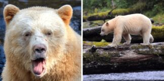 A Rare Spirit Bear Is Photographed in British Columbia: A Photographer’s Extraordinary Adventure (16-Pics) A Rare Spirit Bear Is Photographed in British Columbia A Photographer's Extraordinary Adventure (16-Pics)