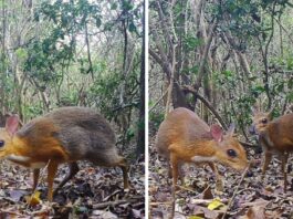 After 30 Years, A Rare Species Of Deer Found In Vietnam That Was The Size Of A Cat