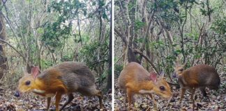 After 30 Years, A Rare Species Of Deer Found In Vietnam That Was The Size Of A Cat After 30 Years, A Rare Species Of Deer Found In Vietnam That Was The Size Of A Cat