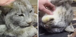 When She Started Petting This Rescued Lynx, He Responds with Love When She Started Petting This Rescued Lynx, He Responds with Love
