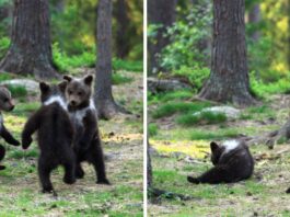 The Teacher Captured Pictures Of Baby Bears "Dancing" In A Forest In Finland